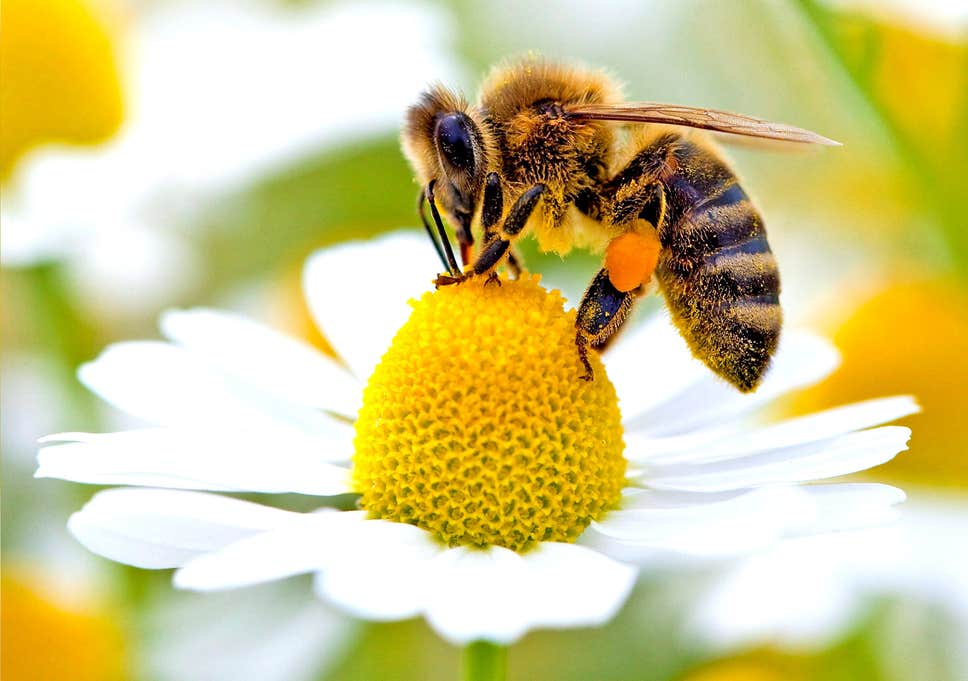 bees_are_now_the_most_significant_living_creature_on_earth.